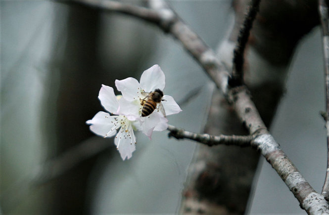 Một chú ong đậu trên một bông hoa anh đào trắng - Ảnh: NAM TRẦN 