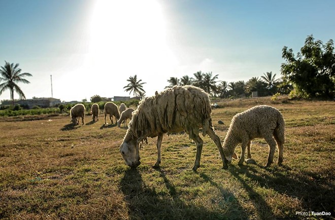 Đây là một trong những nơi nuôi cừu, dê lớn nhất Việt Nam.