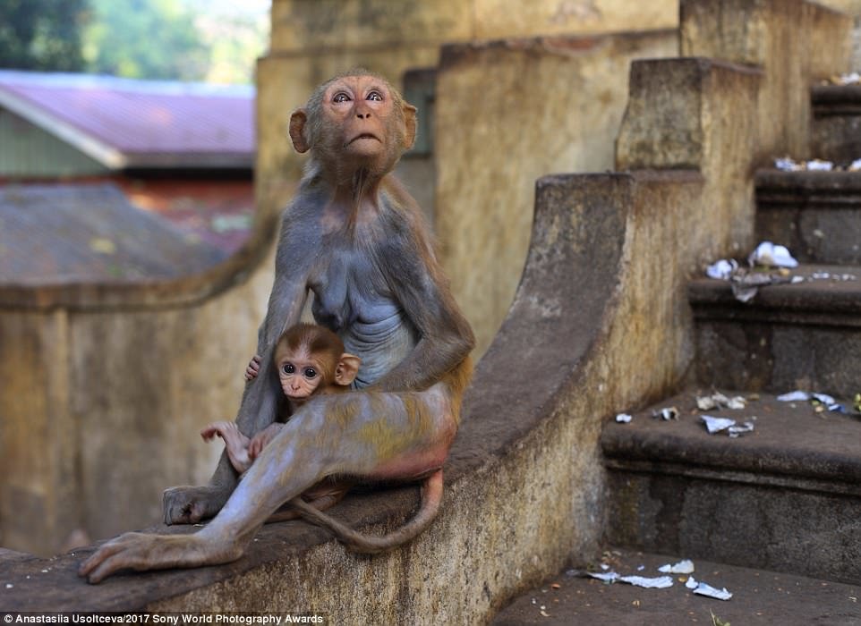 Một chú khỉ hoang ngồi ôm con trên bức tường của tu viện ở Núi Popa, Myanmar 