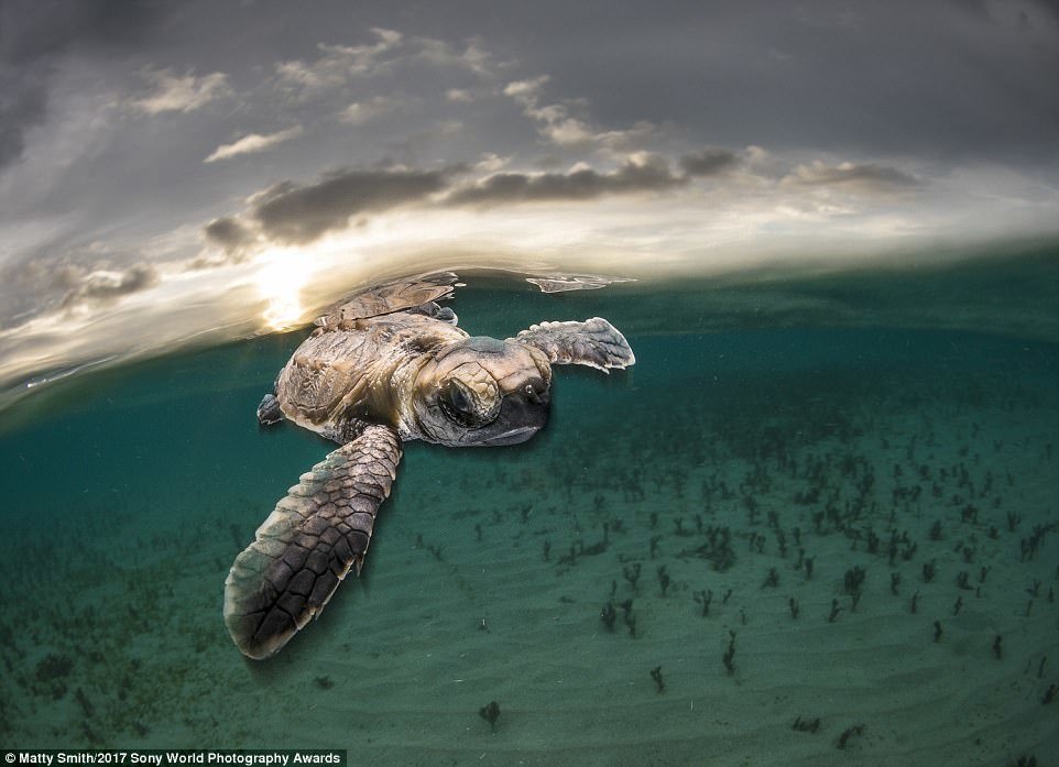 Chú rùa con tung tăng bơi lội tại đảo Lissenung, Papua New Guinea 