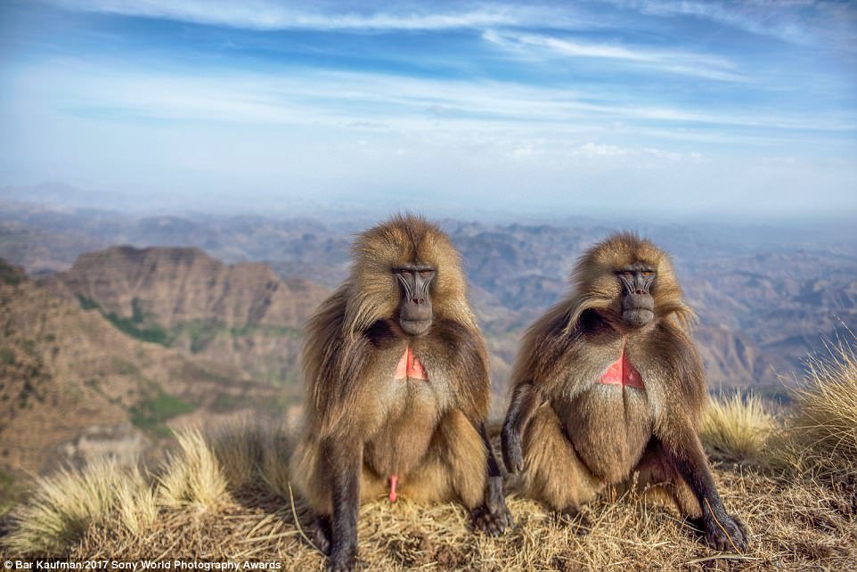 Khỉ đầu chó ở vùng cao nguyên Ethiopia 