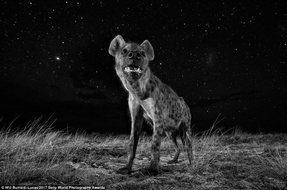 Một chú linh cẩu ở phía tây Zambia được chụp bằng máy ảnh điều khiển từ xa 