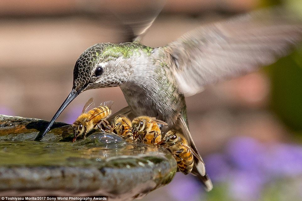 Chú chim ruồi đang uống nước vào một ngày oi bức ở California trong năm 2016 