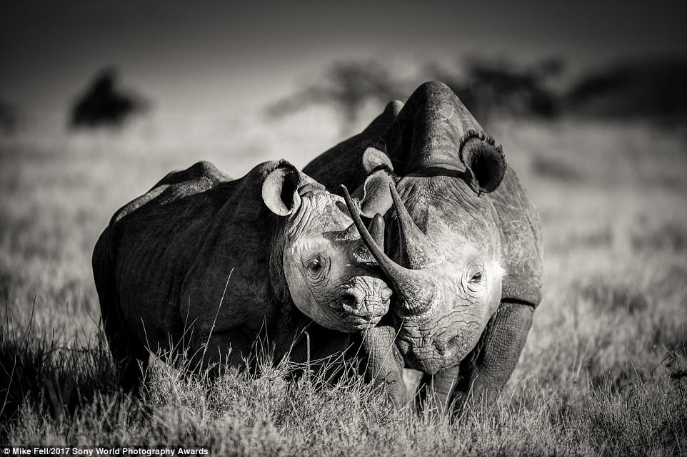 Hai chú tê giác tại khu bảo tồn động vật hoang dã ở Kenya 