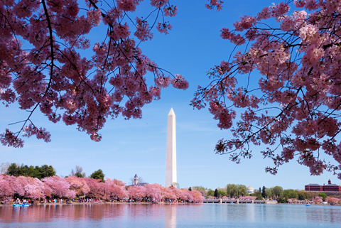 Cherry blossom and Washington monument over lake, Washington DC.