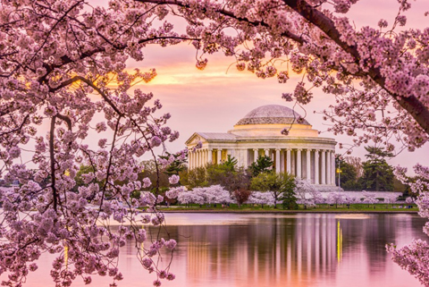 Washington, DC at the Tidal Basin and Jefferson Memorial during the spring cherry blossom season.