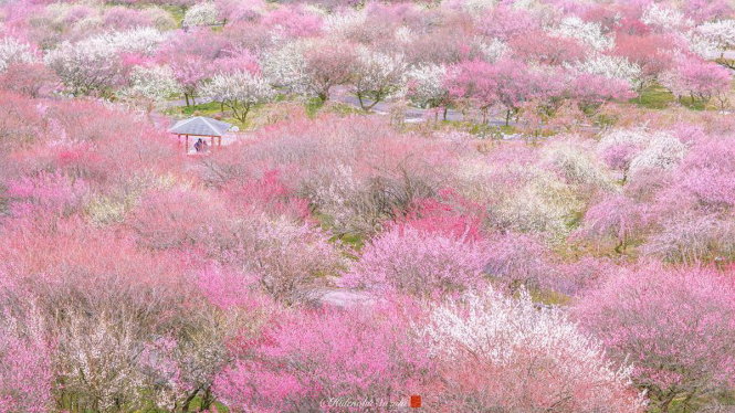 Những ngày này nhiều nơi ở Nhật bừng sắc hoa mận - Ảnh: Hidenobu Suzuki 