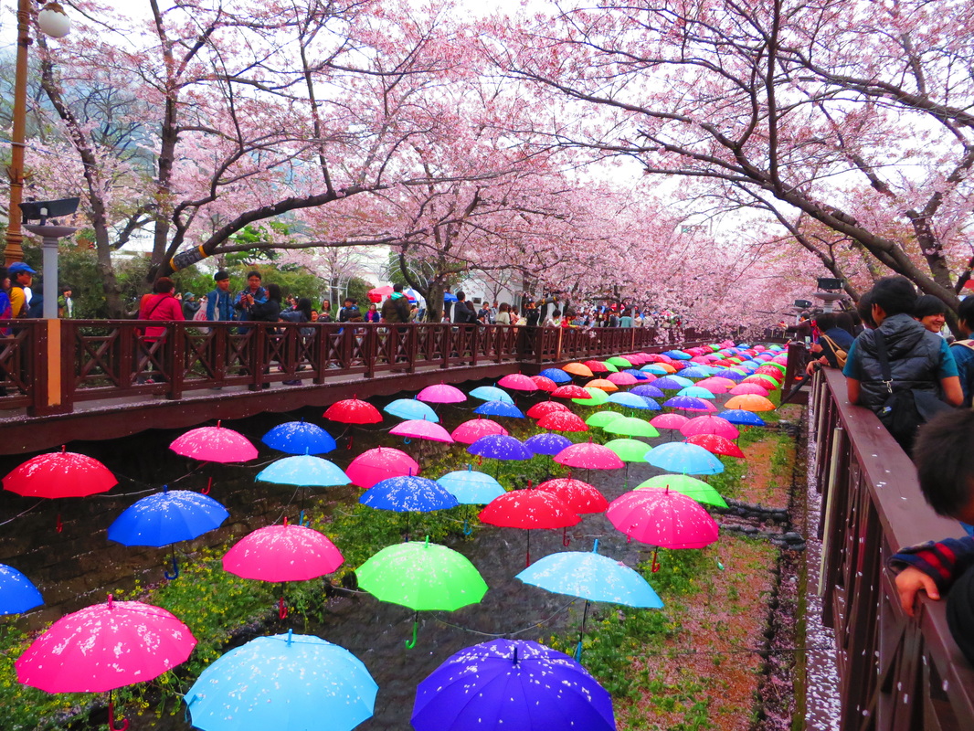 Lễ hội hoa anh đào tại Hàn Quốc. Ảnh: Internet