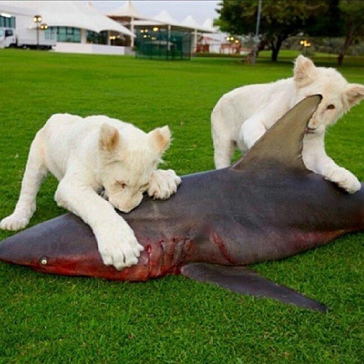Sẵn sàng chi cả một con cá mập làm mồi ngon cho.. thú cưng.
