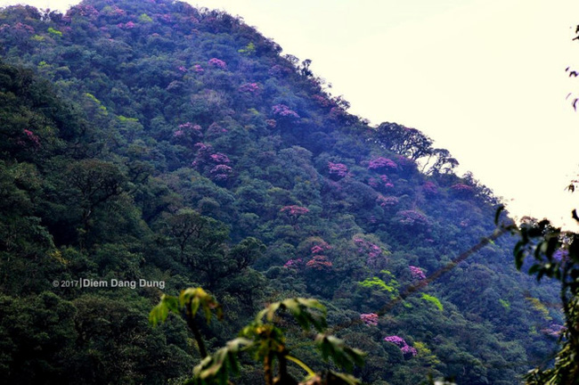 Núi non chập chùng, nhưng đâu đâu bạn cũng có thể chiêm ngưỡng được sắc hoa rực rỡ bao trùm vùng rừng núi Hoàng Liên Sơn. 