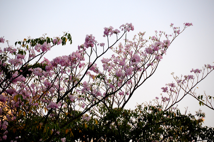 Từng chùm lớn trông như hoa anh đào tại khu Trung Sơn, quận 7. 