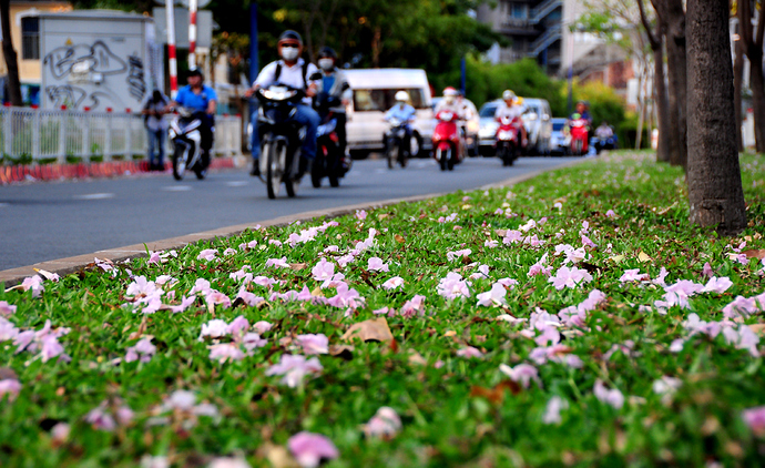 Xác hoa rơi hồng cả thảm cỏ ven đường. 