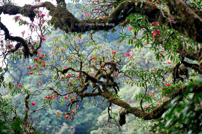 Không phải Fansipan hay Mẫu Sơn, Putaleng mới là đệ nhất vương quốc của loài hoa đỗ quyên rực rỡ.