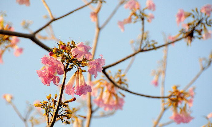 Mỗi chùm thường có hơn chục hoa kèm nụ, dánh hoa như những chiếc loa kèn màu hồng phấn trông mát mắt. 