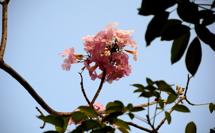 Nhiều chùm hoa nở thành đóa trông như khóm cẩm tú cầu treo trên cao. 