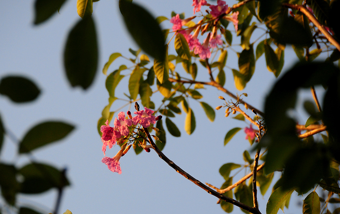 Lá kèn hồng gần giống lá ổi. Màu lá xanh non càng khiến những chùm hoa thêm kiêu sa rực rỡ. 