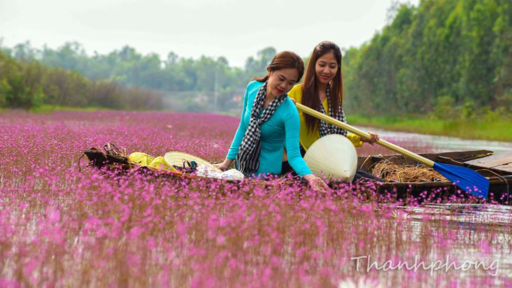 Đồng hoa nhĩ cán - Ảnh - Thanh Phong