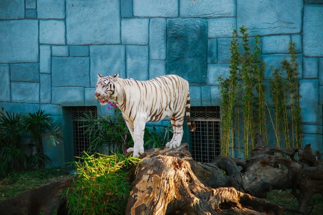 Hổ trắng Bengal quý hiếm tại Vườn Quý Vương.