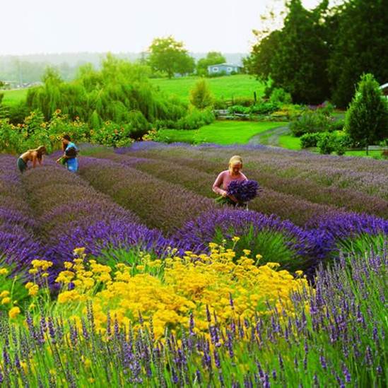  Cứ đến độ tháng 5, Lavender lại nở tím ngắt cả vùng đồi núi Provence. 