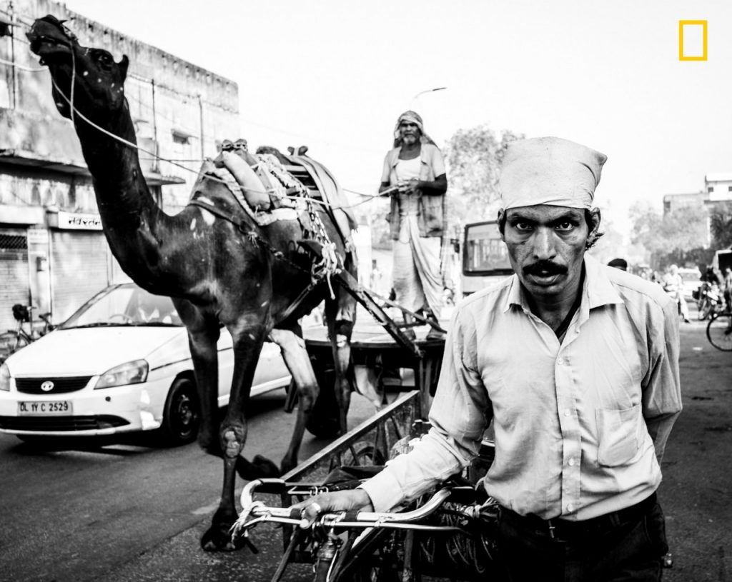 Xe hơi và lạc đà cùng di chuyển trên một con đường đông đúc ở Jaipur, Ấn Độ. 