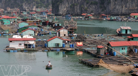 Nuôi cá lồng - hoạt động kinh tế chính của ngư dân làng chài vịnh Cái Bèo. Ảnh: Báo Ảnh Việt Nam 