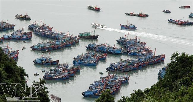 Những nhà thuyền neo đậu san sát ở vịnh Cái Bèo. Ảnh: Báo Ảnh Việt Nam 