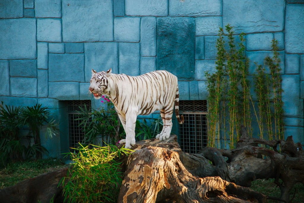 Hổ trắng Bengal quý hiếm tại Vườn Quý Vương - Ảnh: TG 