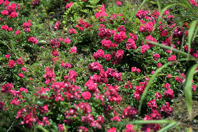 Đến với Fansipan vào dịp hè, du khách sẽ thỏa sức chiêm ngưỡng nhiều loại hoa khoe sắc như hồng tầm xuân trải thảm đỏ rực trên các sườn đồi, vạt rừng hoa đỗ quyên cổ thụ đa sắc... Tại khu vực ga đi, hồng leo tầm xuân đồng loạt bung nở nhuộm đỏ cả một vạt đồi. Hoa có màu hồng sẫm, cánh đều nhau, thời gian nở rất lâu và có mùi thơm nồng nàn quyến rũ. Theo bước chân người Pháp, loài hoa hồng quý hiếm này đã có mặt tại Sapa, cũng bởi hợp khí hậu, thổ nhưỡng tốt nên hoa nở quanh năm.