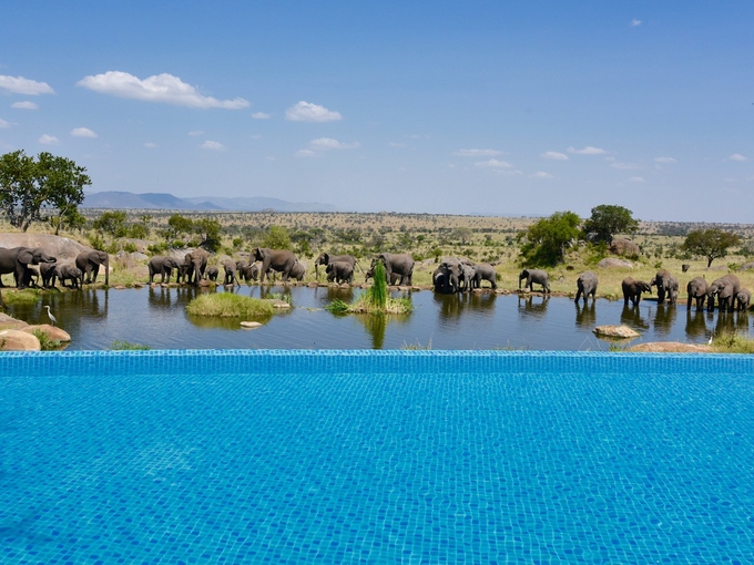 Bức ảnh không phải chỉnh sửa bằng photoshop mà là những gì thực sự có ở bể bơi vô cực của Four Seasons Safari Lodge Serengeti nằm giữa Vườn quốc gia Serengeti. Đây là nơi có rất nhiều động vật hoang dã sinh sống ở Tanzania. Những đàn voi thường xuyên "viếng thăm" bể bơi, ngoài ra còn có hươu cao cổ, ngựa vằn và các loài động vật châu Phi khác. Ảnh: Paul Rubio. 