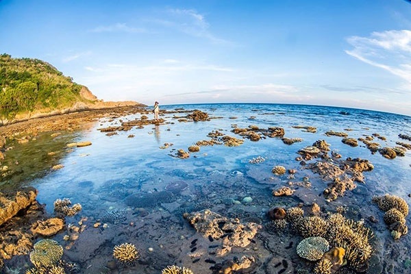 Đặc biệt nhất ở Hòn Cau chính là những bãi san hô nổi trên mặt nước, tựa như cả đại dương trên cạn.