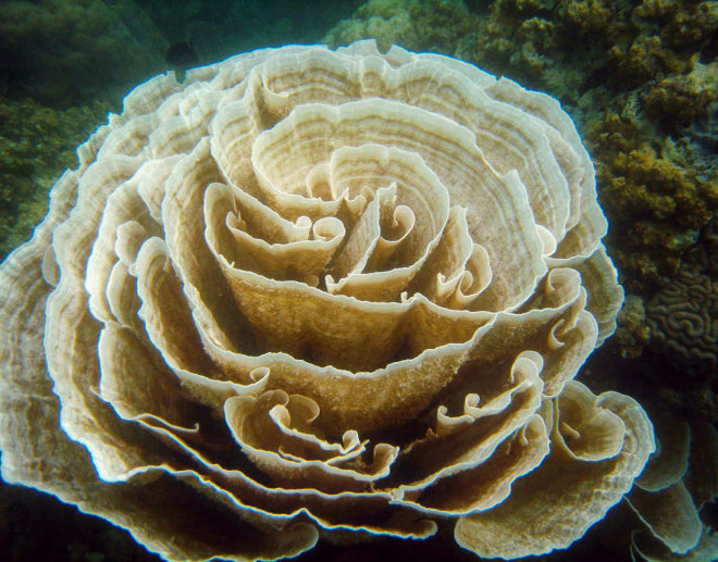 Do chịu ảnh hưởng của những hiện tượng El nino, hiện nay rất khó để nhìn thấy những bông hồng san hô to như thế này