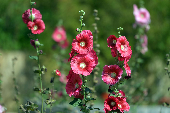 Điểm ấn tượng của mùa này ở Fansipan là hoa mãn đình hồng đồng loạt bung nở rực rỡ. Đây là loài hoa đặc trưng thường nở mùa xuân ở miền đồng bằng. Nay, hoa đã được khu du lịch Fansipan Legend kỳ công chăm bẵm, vun trồng ngay tại khu vực ga đi.