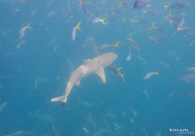 Cá mập ở Palau