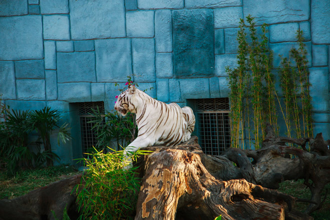 Hổ trắng bengal – một trong những loài thú quý hiếm tại Vườn Quý Vương