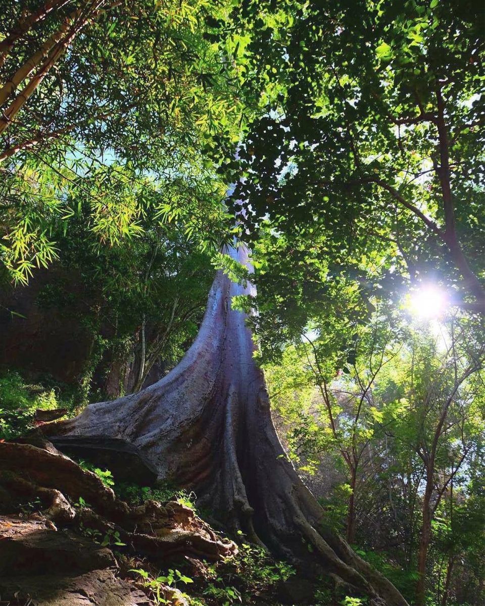 Đường vô thác là những cây cổ thụ trăm năm vô cùng hùng vĩ. Ảnh: COcacoLA on Instagram