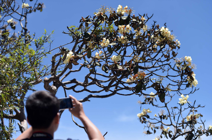 Tận hưởng kỳ nghỉ hè cùng cả gia đình, anh Hoàng Thế Vinh (Hải Phòng) liên tục giơ máy ảnh để ghi lại những khoảnh khắc thú vị của hoa đỗ quyên vàng nở giữa nền trời xanh ngắt. Anh cho biết các con rất háo hức khi đây là đầu tiên được ngắm loài hoa đỗ quyên rực rỡ sắc vàng.