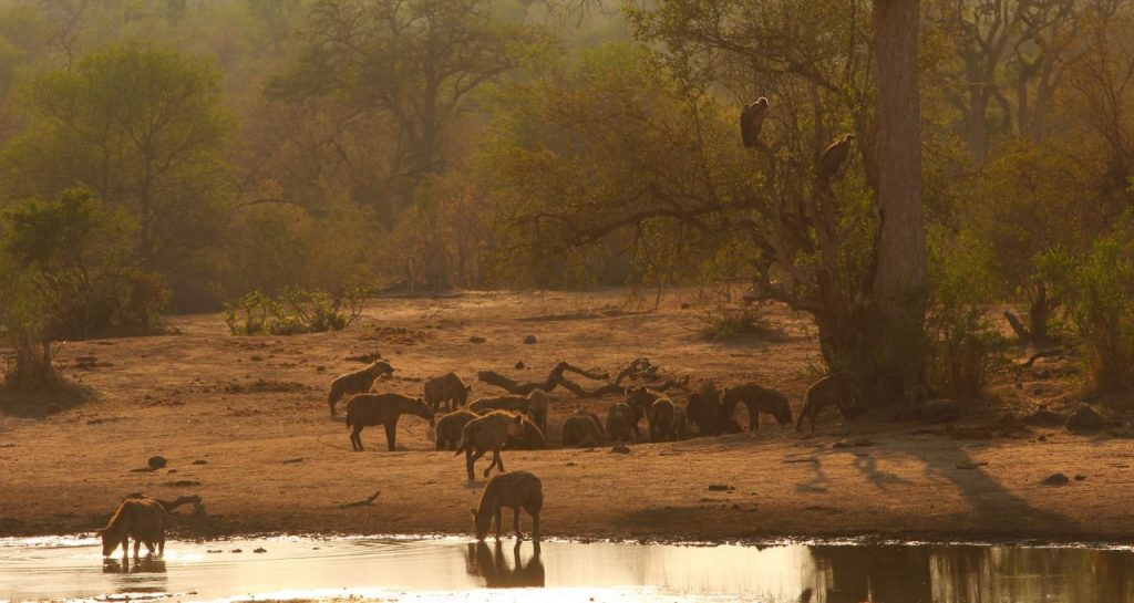 Bình minh trong Vườn Quốc gia Kruger, châu Phi - Ảnh: Annabel Fenwick Elliott 