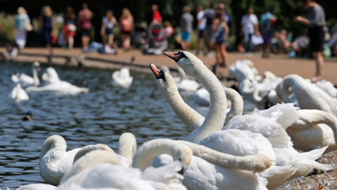 Swans are seen at a lake in central London's Hyde Park, Tuesday, July 9, 2013. After one of the coldest and wettest starts to the year on record, summer has finally arrived in most of Britain with temperatures reaching nearly 30C in southern England. (AP Photo/Lefteris Pitarakis)