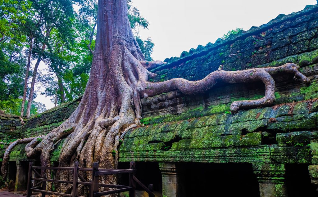 Những rễ cây mọc tràn lên đỉnh của ngôi đền, nhưng điều đặc biệt là chúng luôn mọc tránh khuôn mặt của những bức phù điêu 