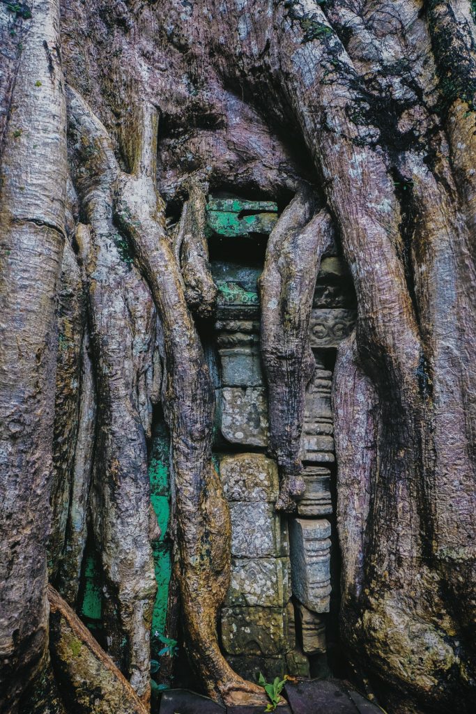 Đây là một cây có chùm rễ khác biệt nhất với các chùm rễ khổng lồ khác tại đền Ta Prohm 