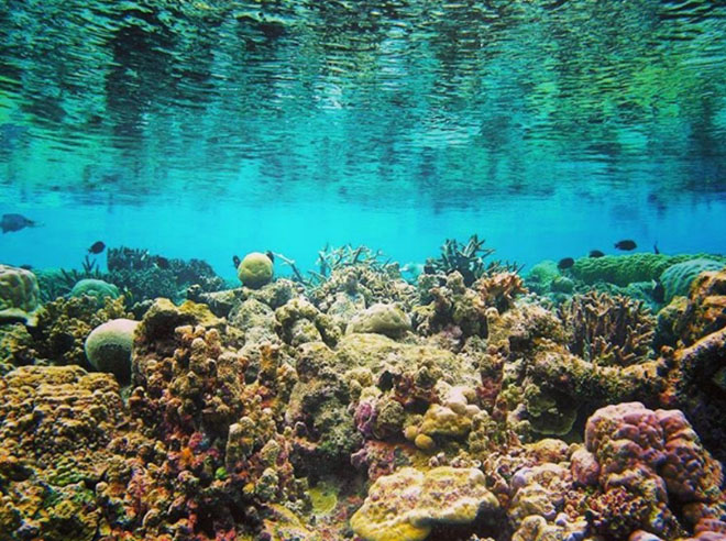 Đi tàu đáy kính ngắm san hô. Ảnh: @lequynh.nhu.96 