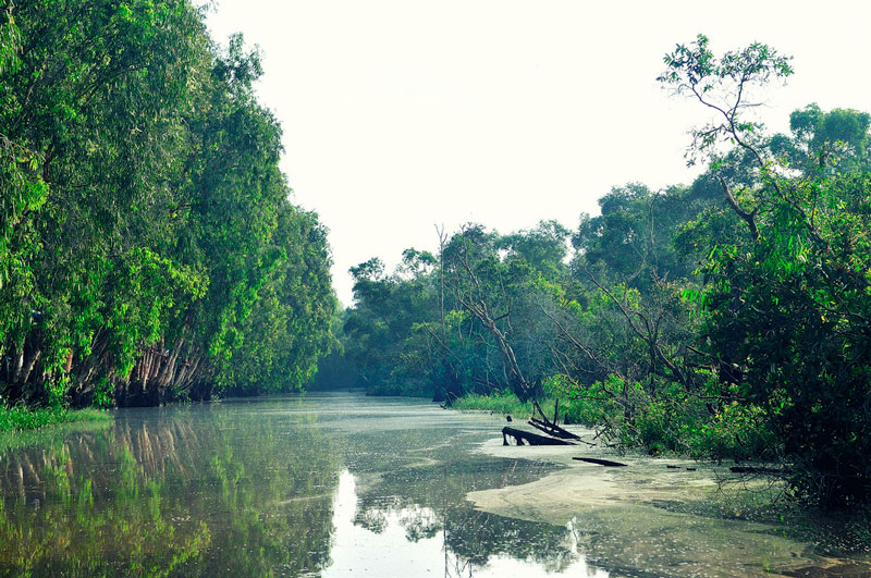 Đây là khu rừng ngập nước tiêu biểu cho vùng Tây sông Hậu, là nơi sinh sống của nhiều loài động vật và thực vật thuộc hệ thống rừng đặc dụng Việt Nam. Ảnh: Diem Dang Dung.