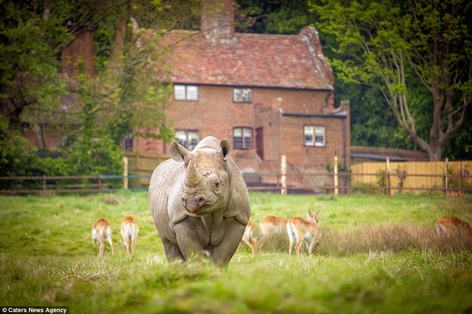 Port Lympne cũng vừa khai trương Rhino Lodge - nhà nghỉ cho phép du khách giáp mặt với những con tê giác đen phương Đông, loài nằm trong danh sách động vật cần được bảo tồn ở Anh. 