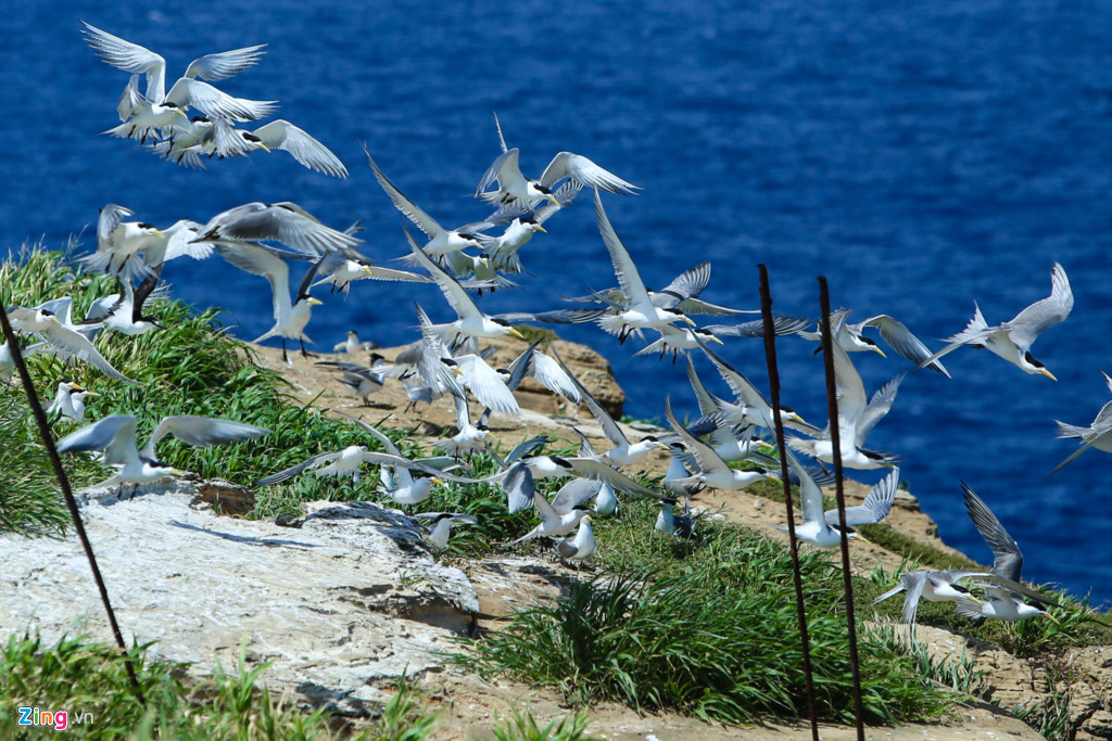 Tháng 7 là mùa sinh sôi nảy nở. Hàng nghìn con chim hội tụ tại đây khiến hòn đảo trở nên rộn ràng với tiếng chim kêu suốt đêm ngày.