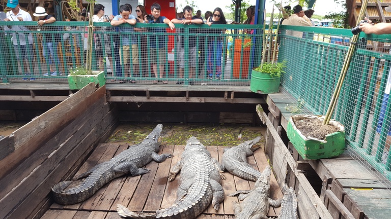 Khu nuôi cá sấu trên Biển Hồ, khách du lịch rất thích thú khi đến đây