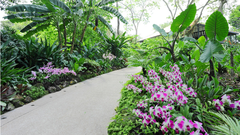 Vườn Bách thảo Singapore.