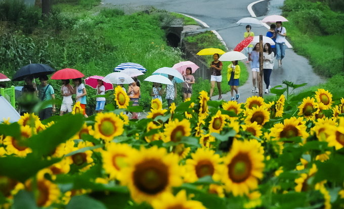 Cứ đến tháng 8, người dân Hàn Quốc lại đổ xô tới tham quan, ngắm cảnh tại ngôi làng ở huyện Yangpyeong, tỉnh Gyeonggi - nơi diễn ra lễ hội hoa hướng dương nổi tiếng.