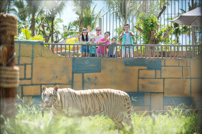 Vườn Quý Vương mang đến cơ hội cho các vị khách chiêm ngưỡng những loài động vật quý hiếm như “bạch hổ” bengal (Ảnh: Vinpearl Land)
