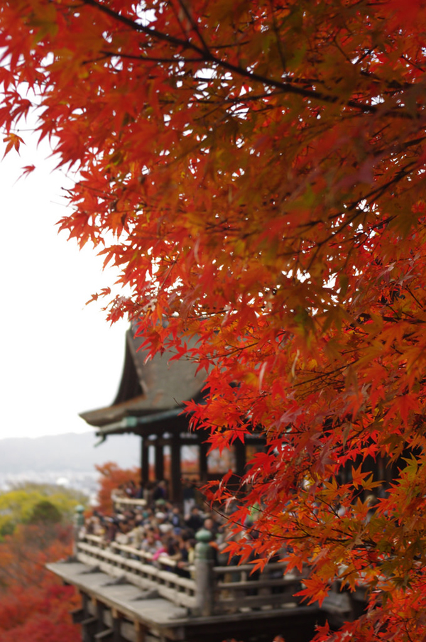 Kiến trúc cổ kính ở Kyoto hòa với sắc đỏ cùng những cơn gió nhẹ thoang thoảng, mang đến sự thanh thản và yên bình trong lòng mỗi du khách.