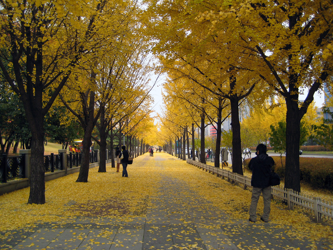 Hàn Quốc: Xứ sở kim chi được nhiều du khách biết đến với những thảm lá vàng rực của cây ngân hạnh mỗi khi tiết trời vào thu.